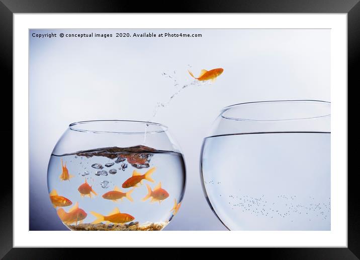 A Goldfish jumping out of a small crowded bowl  Framed Mounted Print by conceptual images