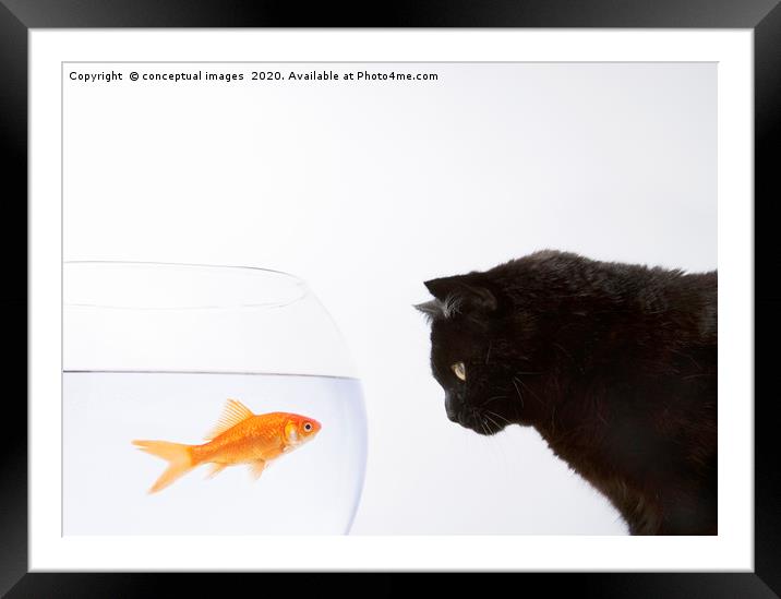 Close-up of a black cat staring at a goldfish Framed Mounted Print by conceptual images