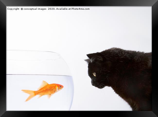 Close-up of a black cat staring at a goldfish Framed Print by conceptual images