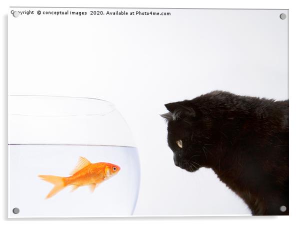 Close-up of a black cat staring at a goldfish Acrylic by conceptual images