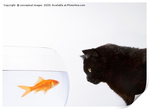 Close-up of a black cat staring at a goldfish Print by conceptual images