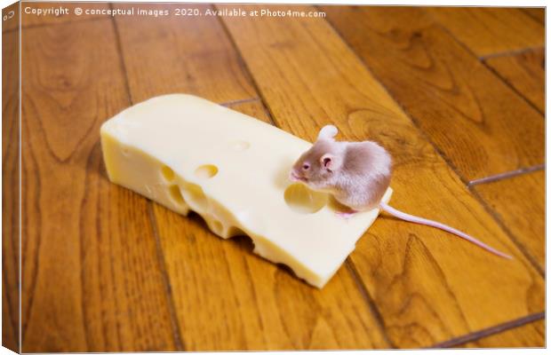 A mouse feeding on a piece of cheese Canvas Print by conceptual images