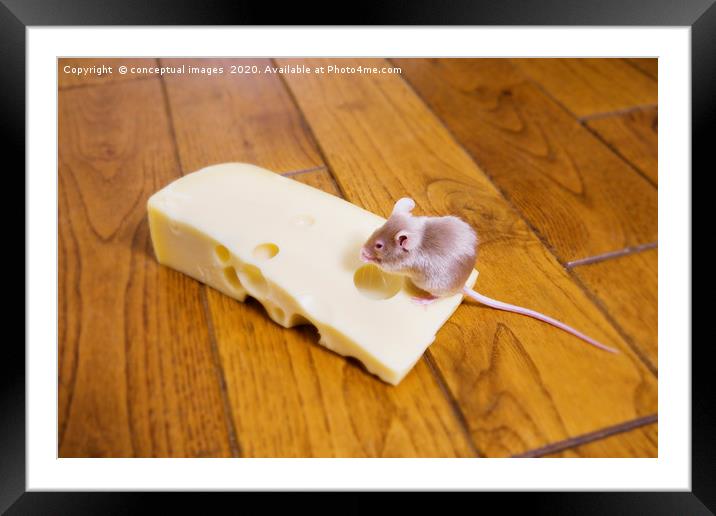 A mouse feeding on a piece of cheese Framed Mounted Print by conceptual images