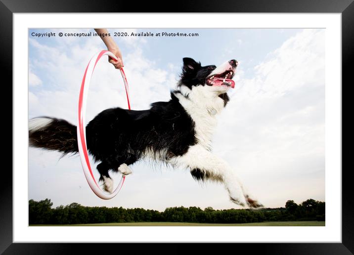 Low angle of a Sheepdog jumping through a hoop Framed Mounted Print by conceptual images