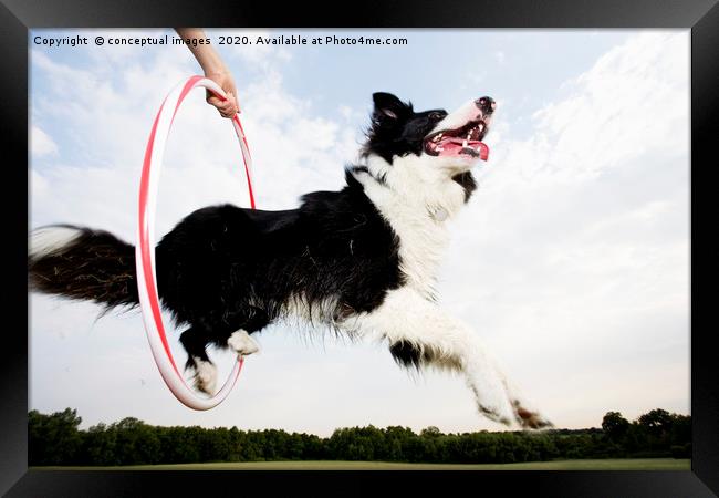 Low angle of a Sheepdog jumping through a hoop Framed Print by conceptual images