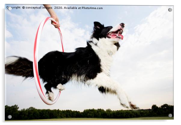 Low angle of a Sheepdog jumping through a hoop Acrylic by conceptual images