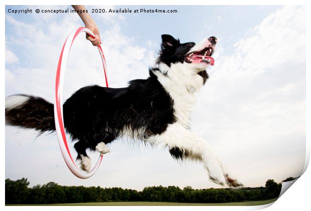 Low angle of a Sheepdog jumping through a hoop Print by conceptual images
