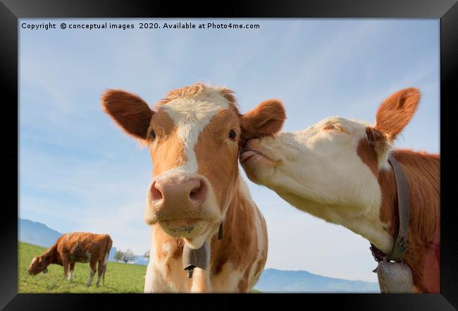 Two cows kissing Framed Print by conceptual images