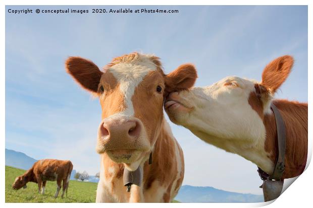 Two cows kissing Print by conceptual images
