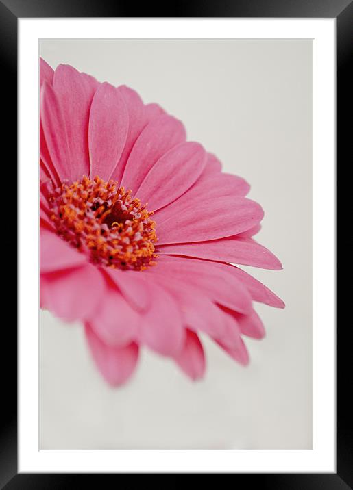 Gerbera - Pink Framed Mounted Print by Karen Martin