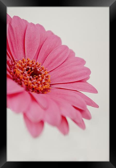 Gerbera - Pink Framed Print by Karen Martin