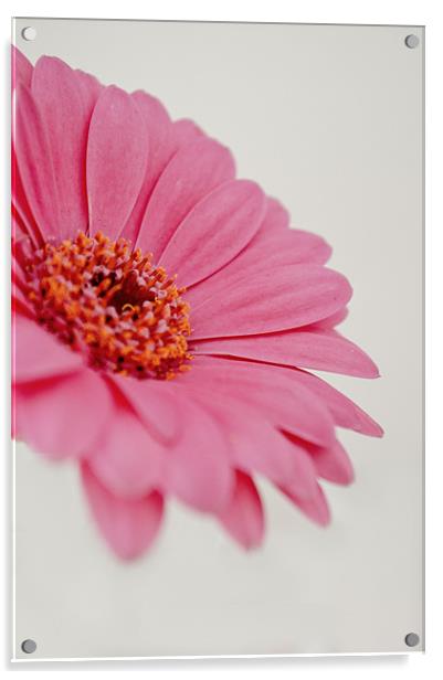 Gerbera - Pink Acrylic by Karen Martin