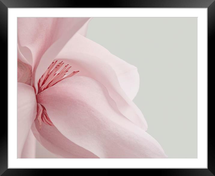 Magnolia Framed Mounted Print by Dawn Cox