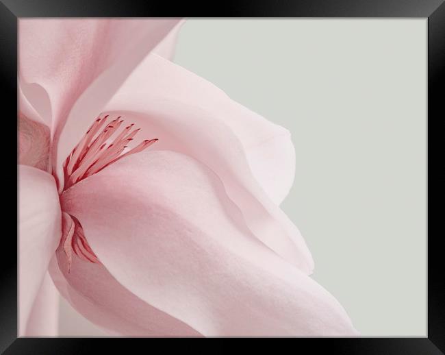Magnolia Framed Print by Dawn Cox