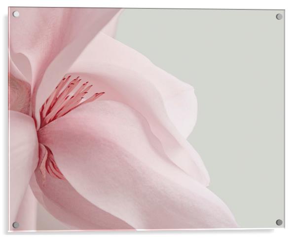 Magnolia Acrylic by Dawn Cox