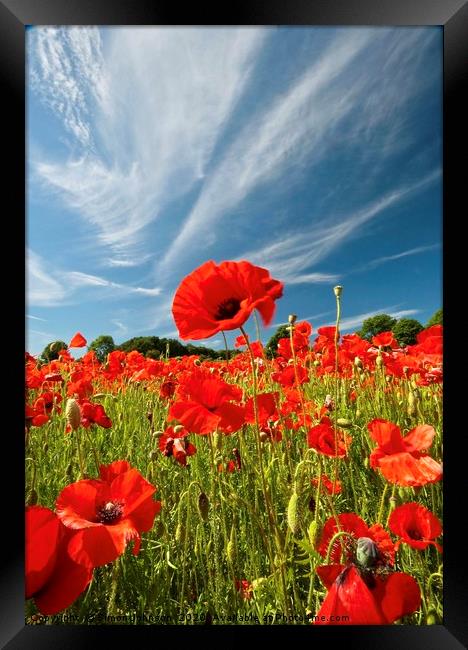 poppies and clouds Framed Print by Simon Johnson