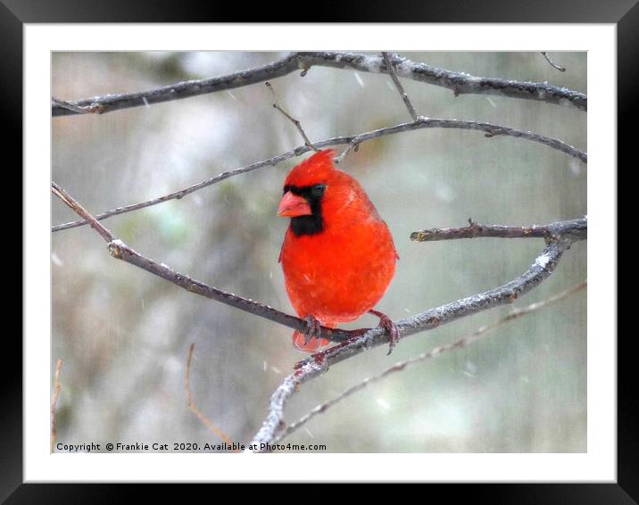 Cardinal in the Snow Framed Mounted Print by Frankie Cat