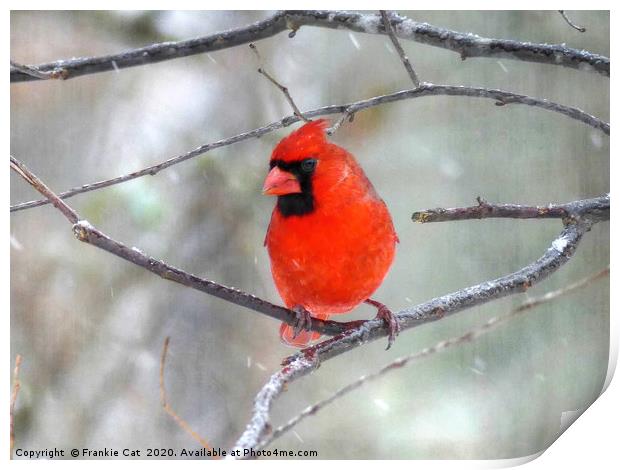 Cardinal in the Snow Print by Frankie Cat