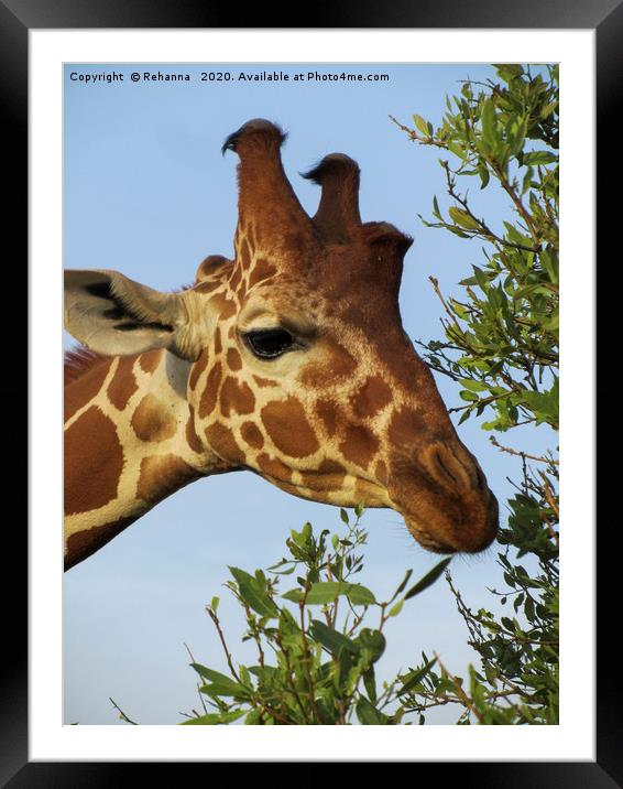Munching giraffe closeup, Samburu, Kenya Framed Mounted Print by Rehanna Neky