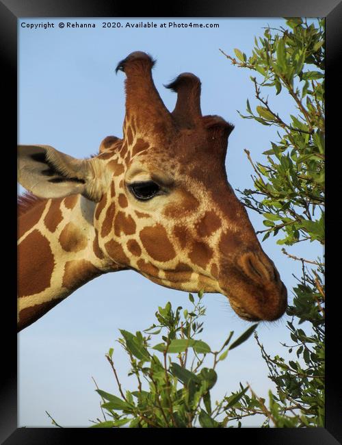 Munching giraffe closeup, Samburu, Kenya Framed Print by Rehanna Neky