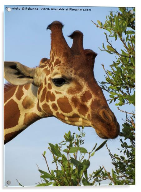 Munching giraffe closeup, Samburu, Kenya Acrylic by Rehanna Neky