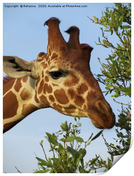 Munching giraffe closeup, Samburu, Kenya Print by Rehanna Neky