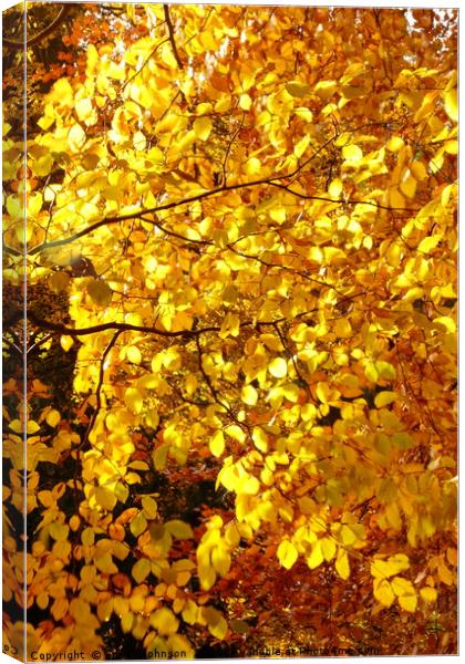 Autumn Beech leaves Canvas Print by Simon Johnson