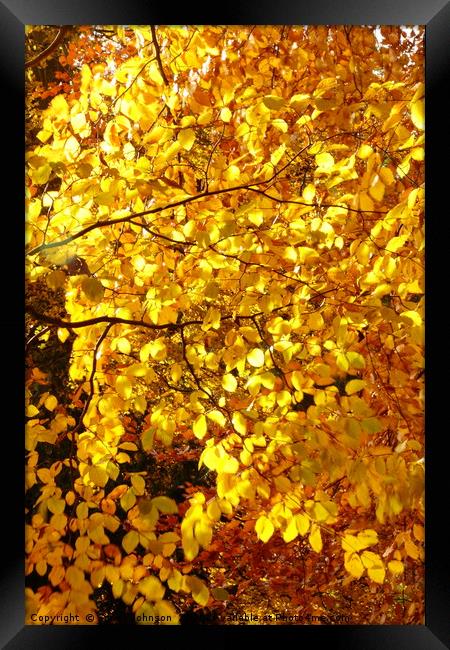 Autumn Beech leaves Framed Print by Simon Johnson