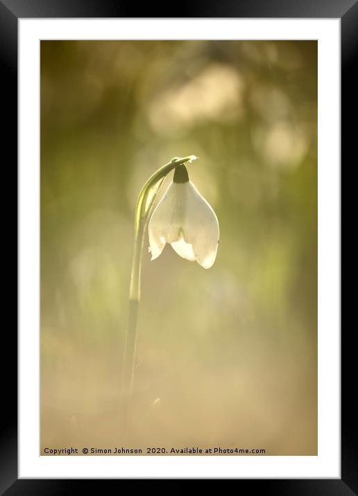 isolated snowdrop Framed Mounted Print by Simon Johnson