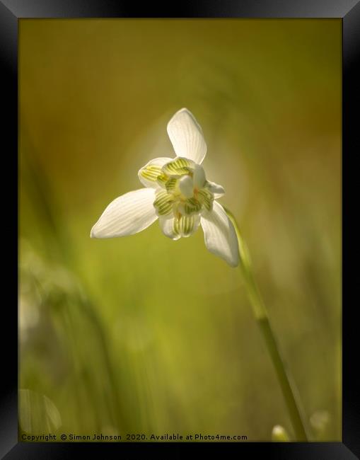 isolated Snowdrop Framed Print by Simon Johnson