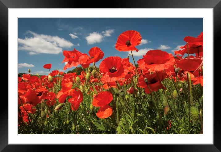 Wind blown summer poppies  Framed Mounted Print by Simon Johnson