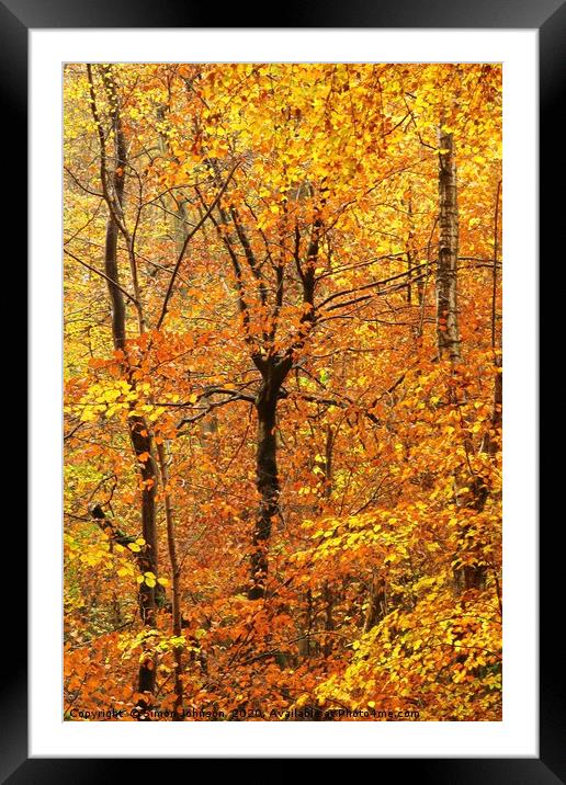 Autumn woodland - Impressionist Framed Mounted Print by Simon Johnson