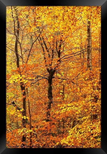 Autumn woodland - Impressionist Framed Print by Simon Johnson
