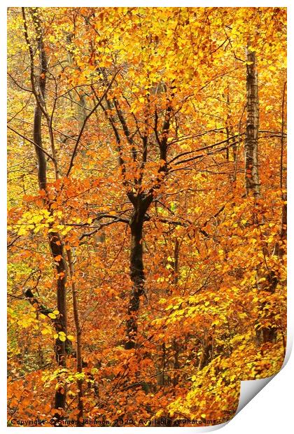 Autumn woodland - Impressionist Print by Simon Johnson