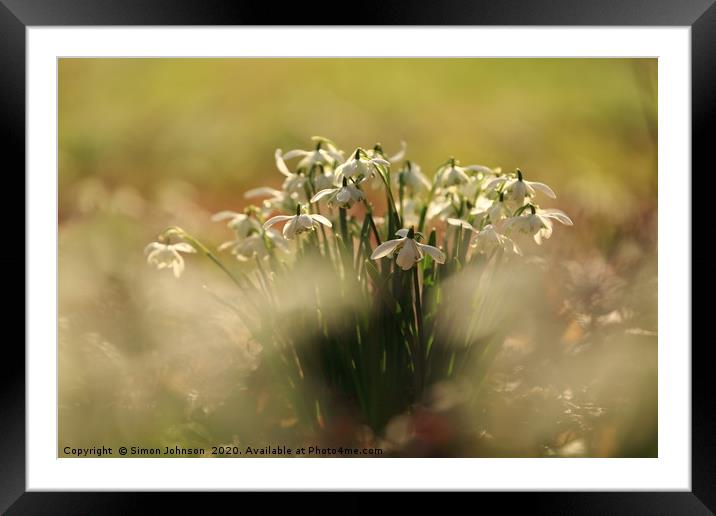 Snowdrops Framed Mounted Print by Simon Johnson