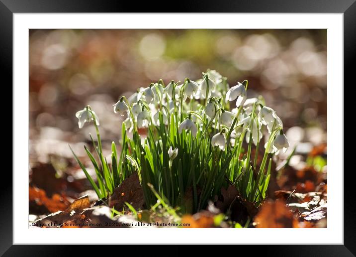  Sunlit Snowdrop cluster Framed Mounted Print by Simon Johnson