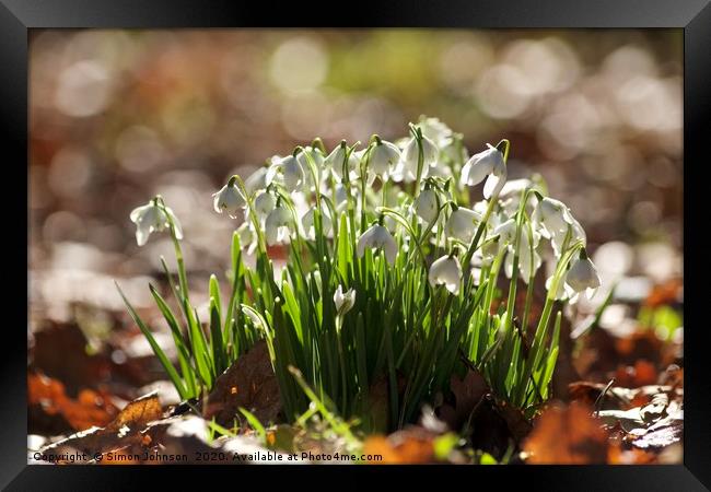  Sunlit Snowdrop cluster Framed Print by Simon Johnson