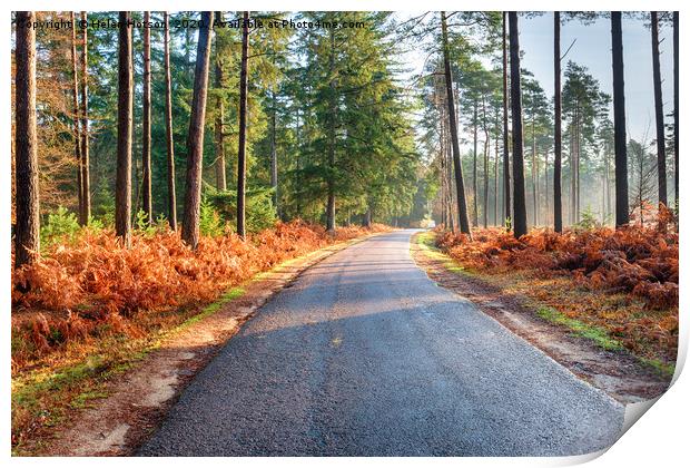 Bolderwood Arboretum Ornamental Drive in the New F Print by Helen Hotson