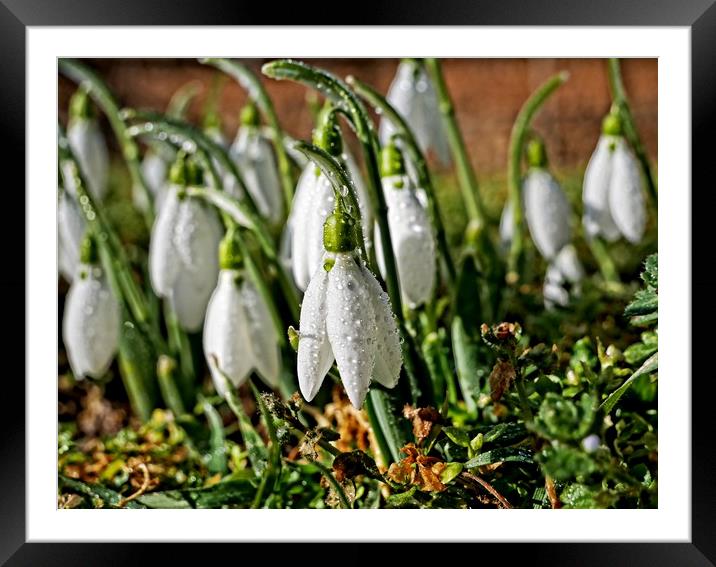Winter snowdrops Framed Mounted Print by Martin Smith