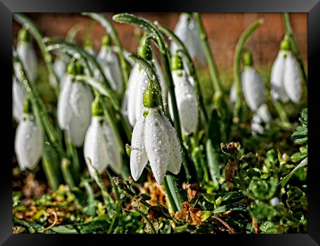 Winter snowdrops Framed Print by Martin Smith