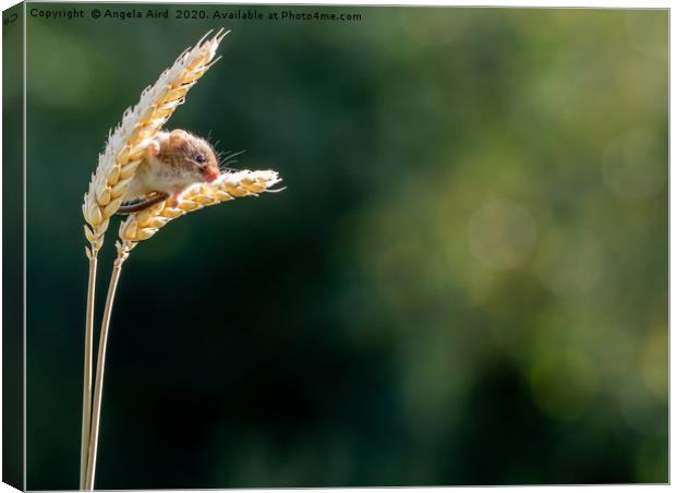 Harvest Time. Canvas Print by Angela Aird