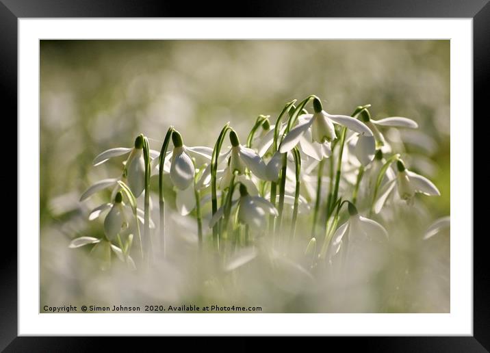 Flying snowdrops Framed Mounted Print by Simon Johnson