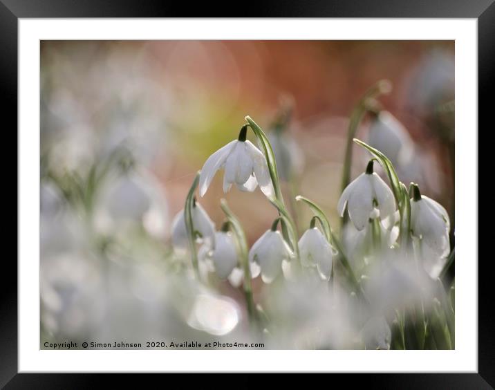 Snowdrops Impressionist image Framed Mounted Print by Simon Johnson