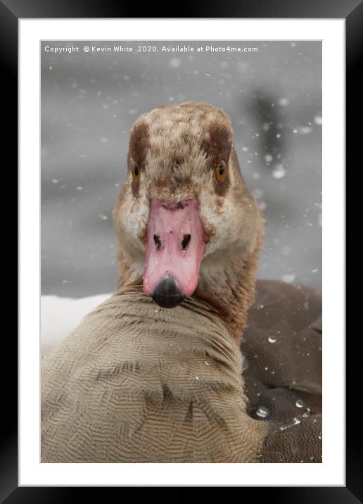 Egyptian goose close up Framed Mounted Print by Kevin White