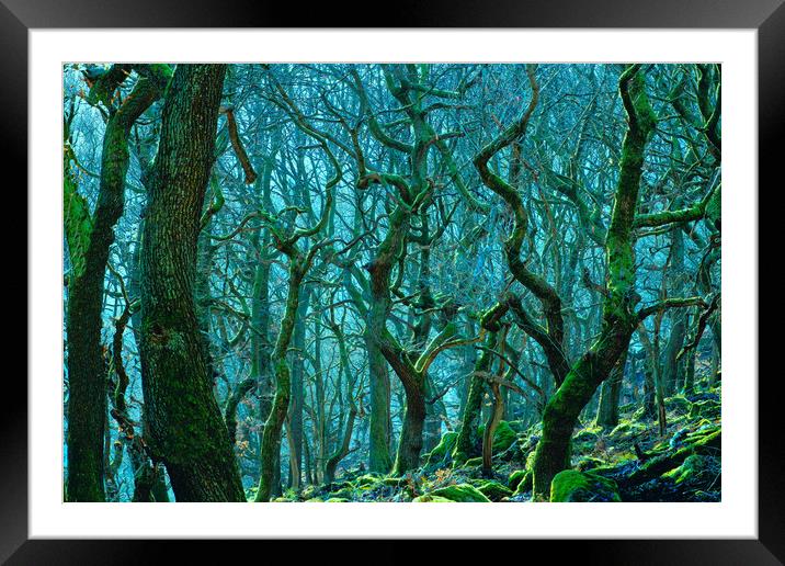 Enchanting Woods of Padley Gorge Framed Mounted Print by Alison Chambers
