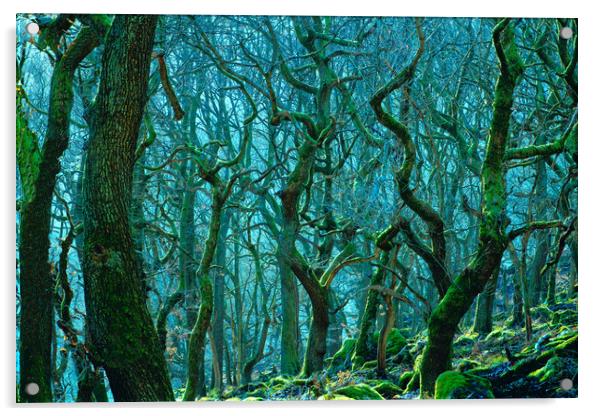 Enchanting Woods of Padley Gorge Acrylic by Alison Chambers