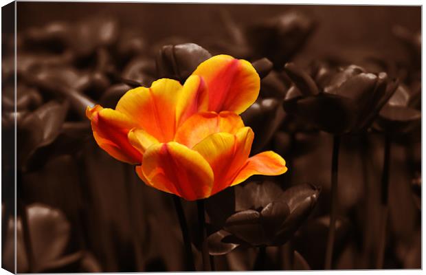 Chocolate orange tulip Canvas Print by Donna Collett