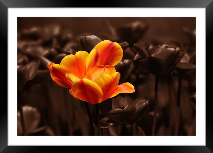 Chocolate orange tulip Framed Mounted Print by Donna Collett