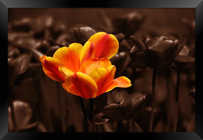 Chocolate orange tulip Framed Print by Donna Collett
