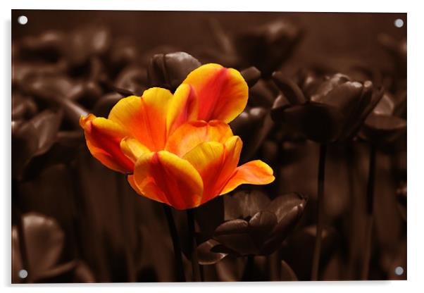 Chocolate orange tulip Acrylic by Donna Collett